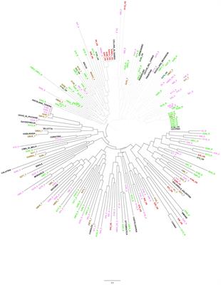 A survey in natural olive resources exposed to high inoculum pressure indicates the presence of traits of resistance to Xylella fastidiosa in Leccino offspring